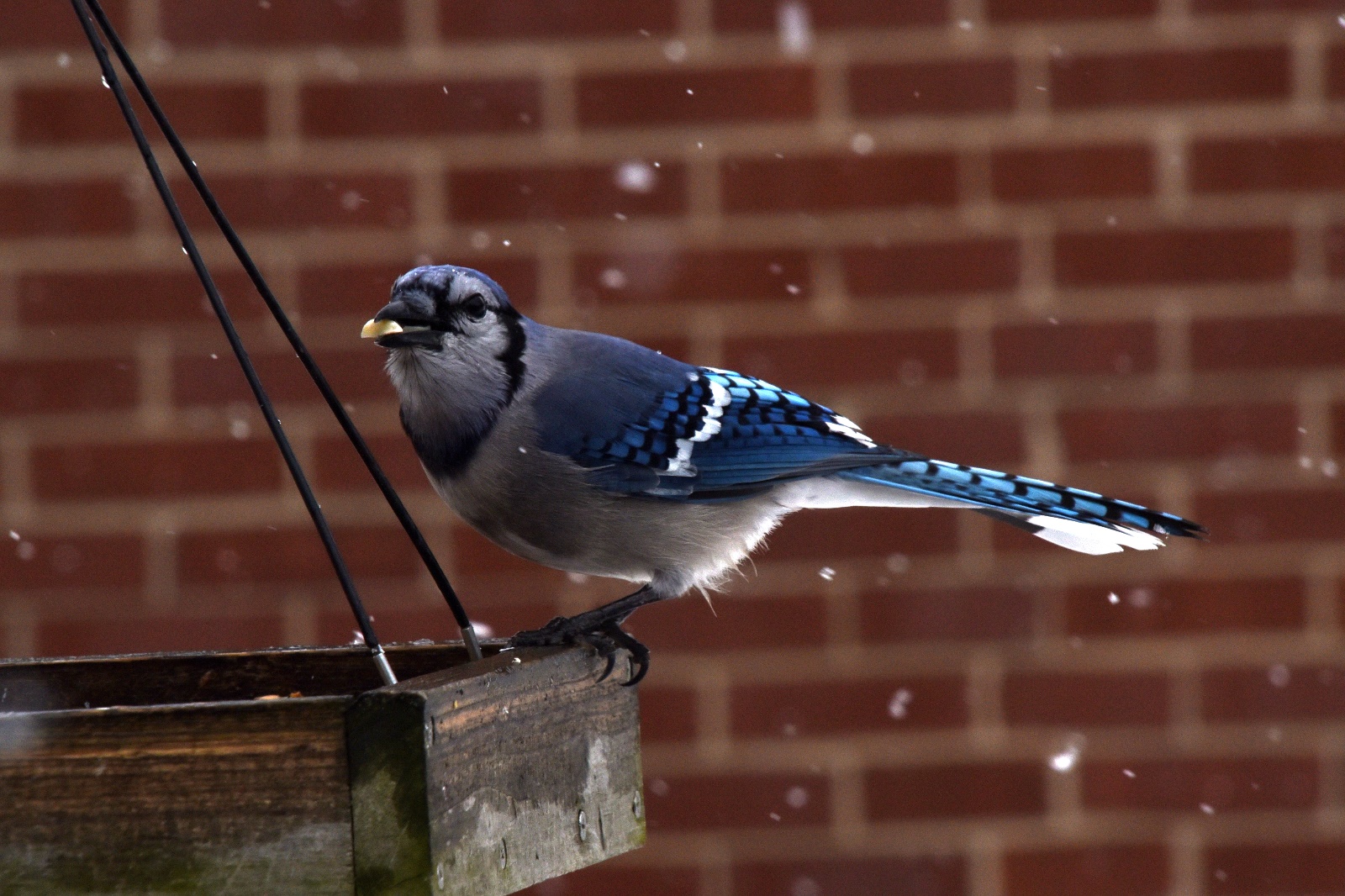 Blue Jay