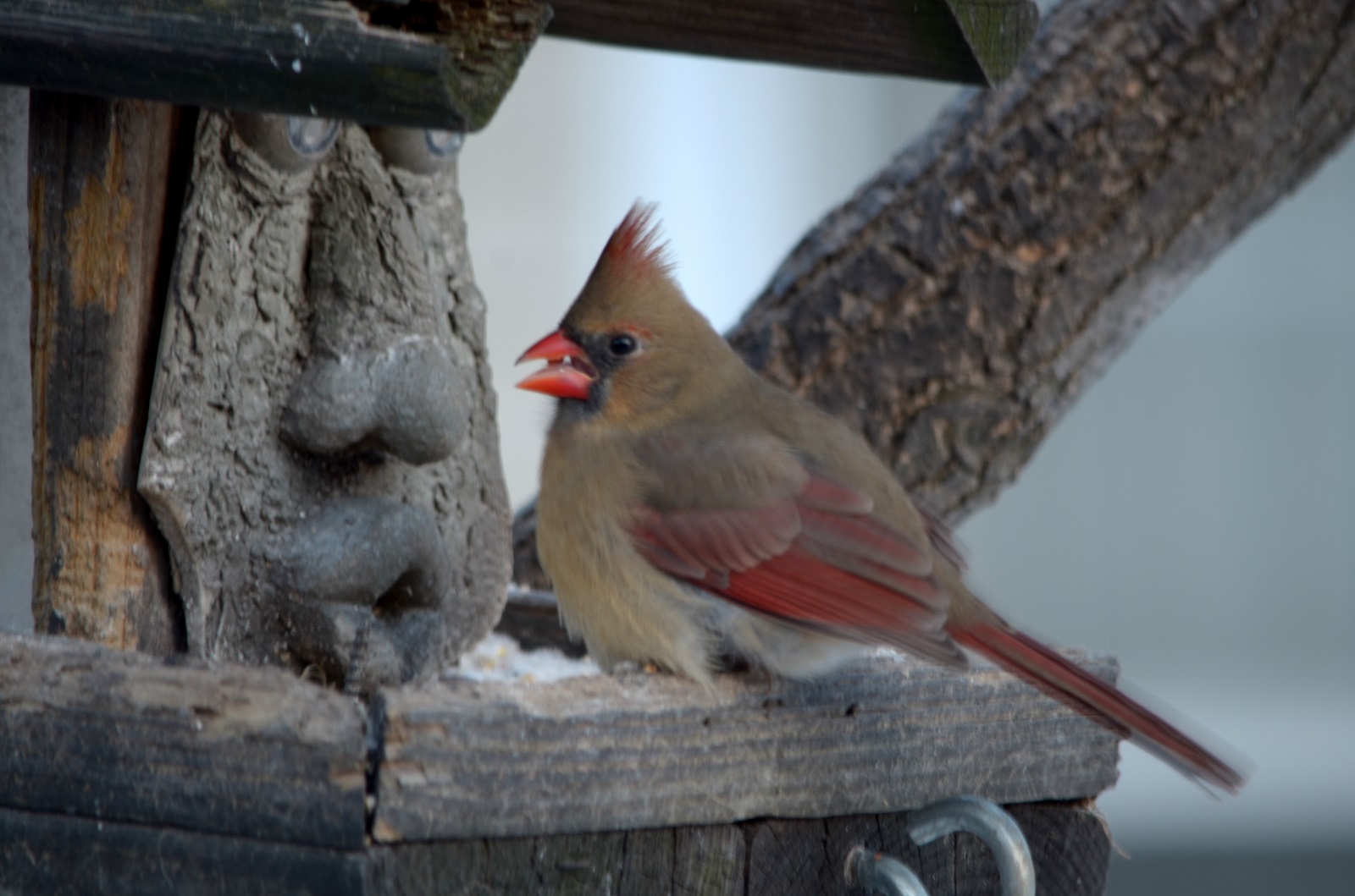 Female cardinal