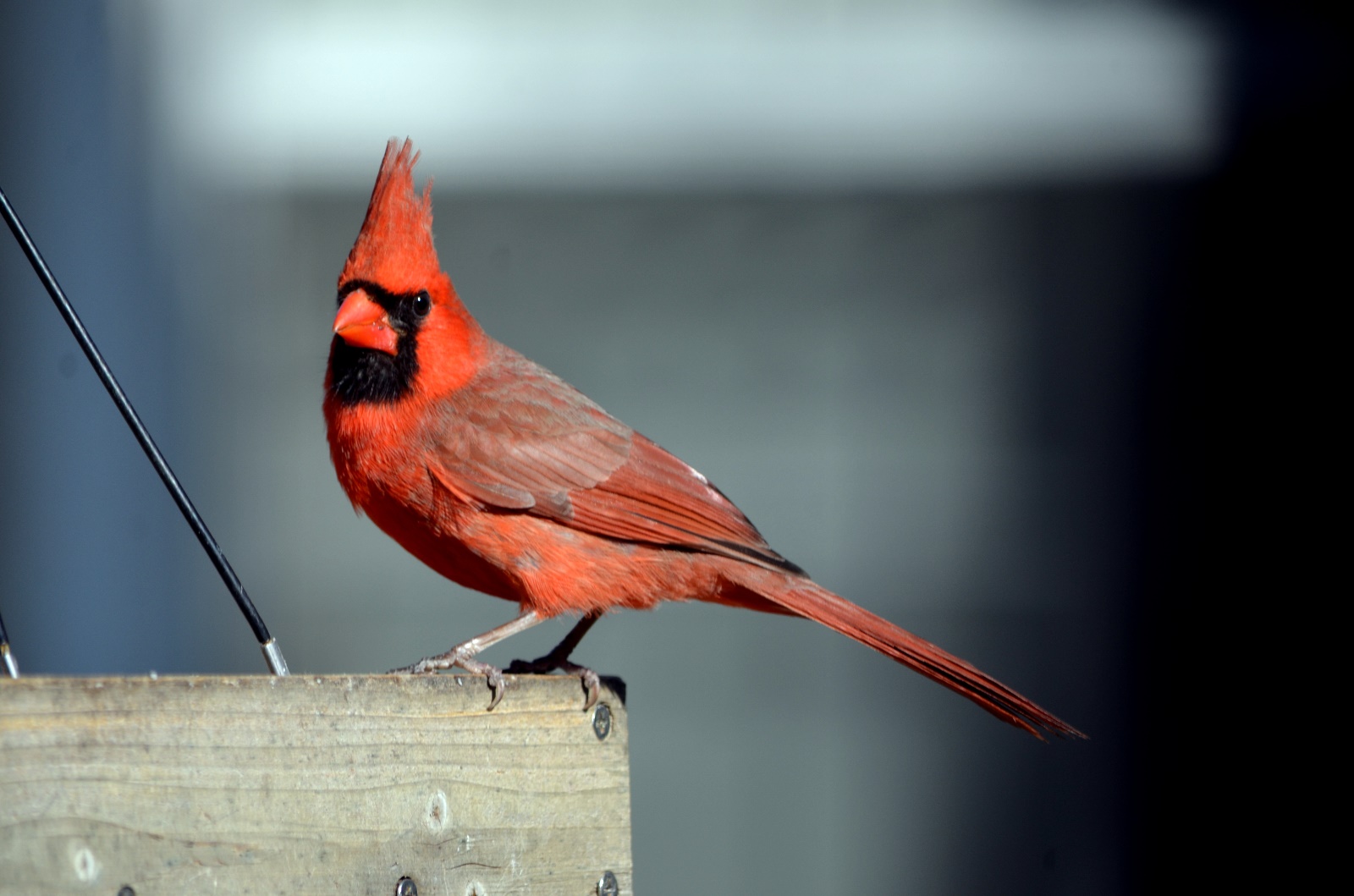 Cardinal