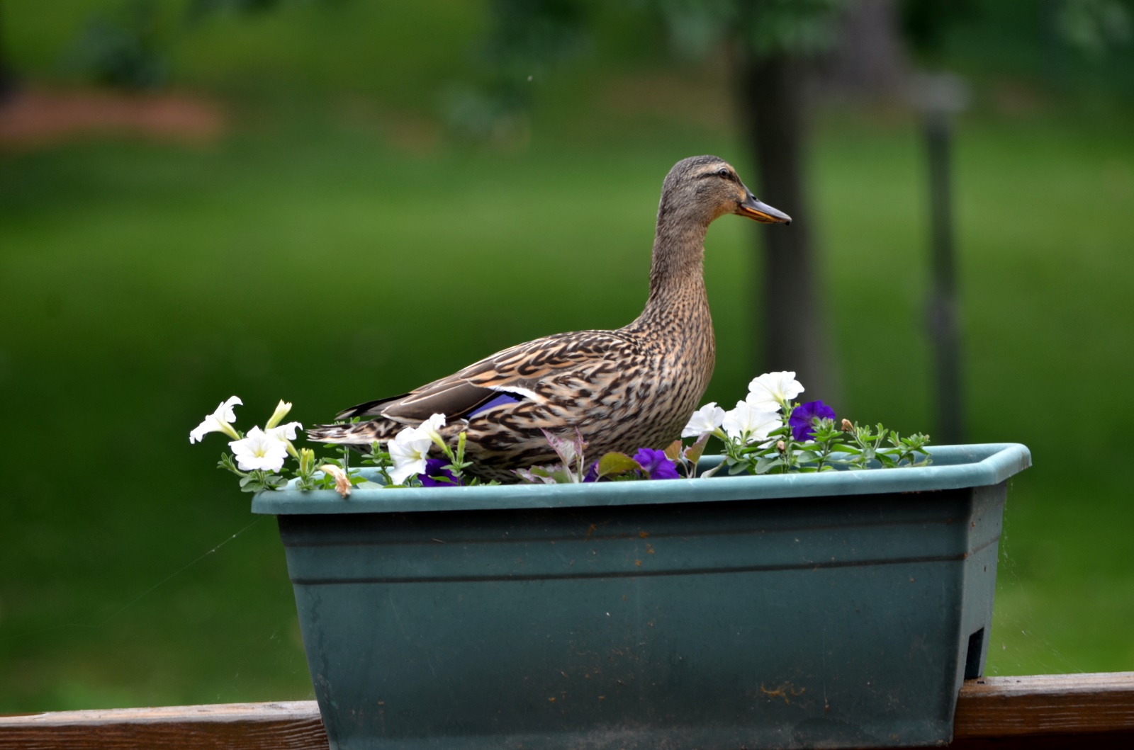 Duck in our planter