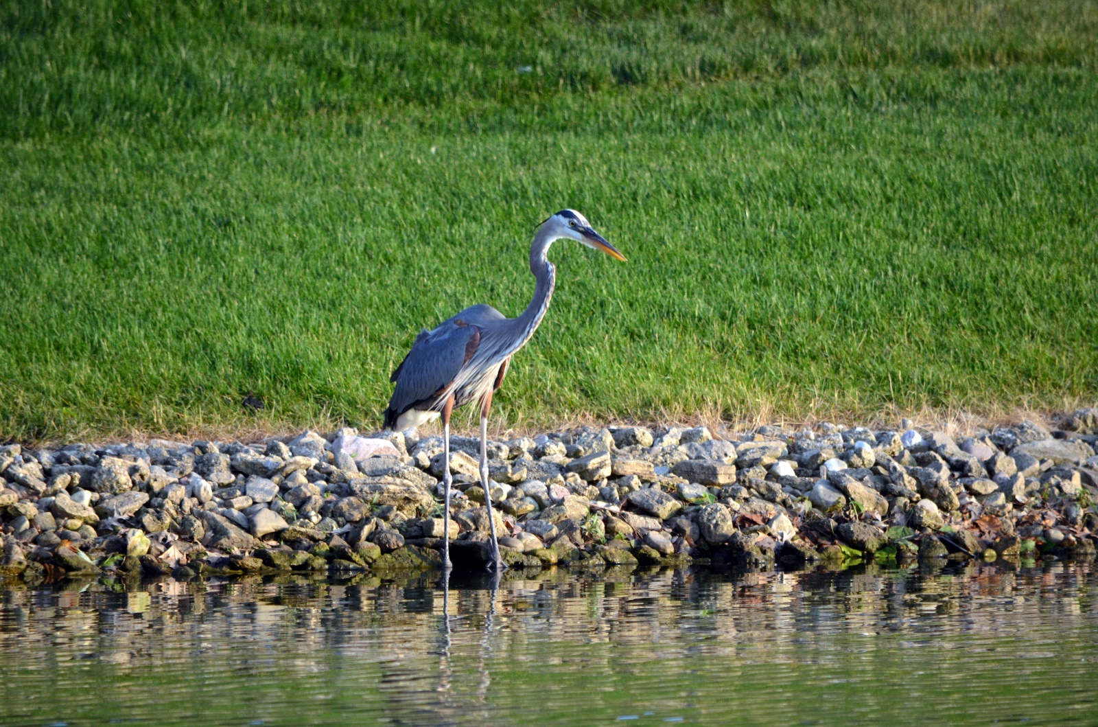 Blue Heron