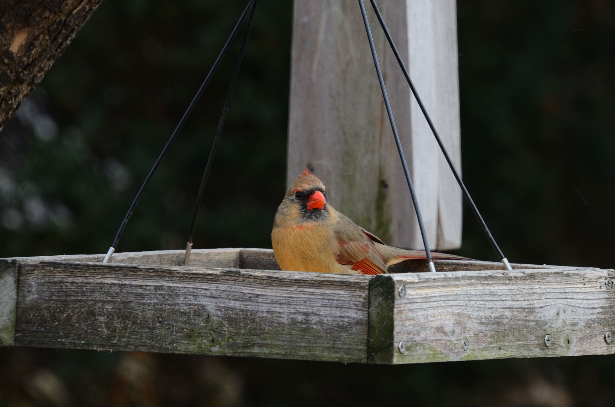 Female Cardinal