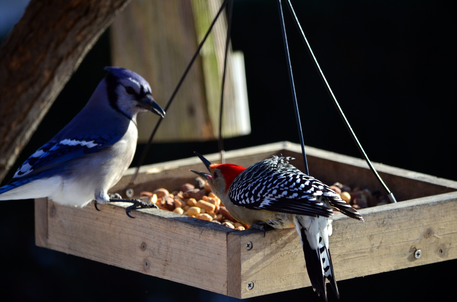 Bluejay and woodpecker