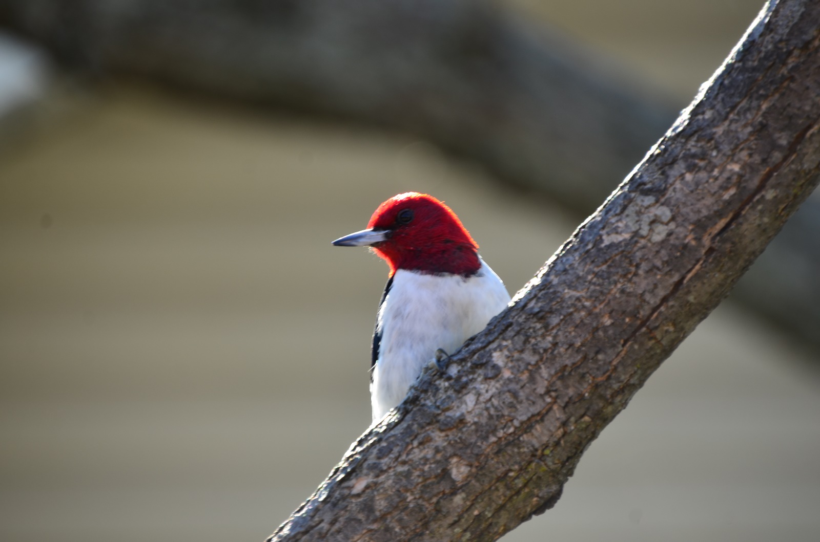 Red-Headded Woodpecker