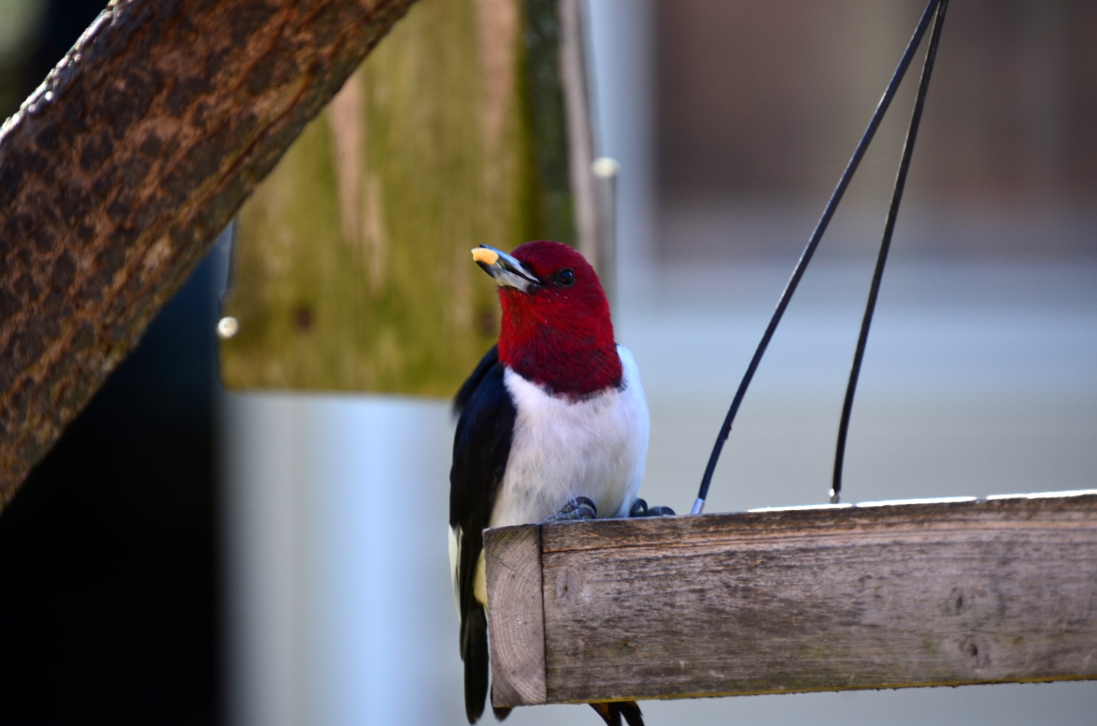 Red-Headded Woodpecker