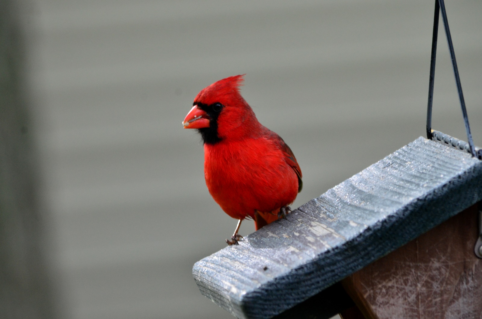 Cardinal