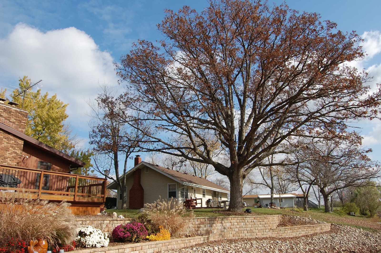 The trees have lost their leaves