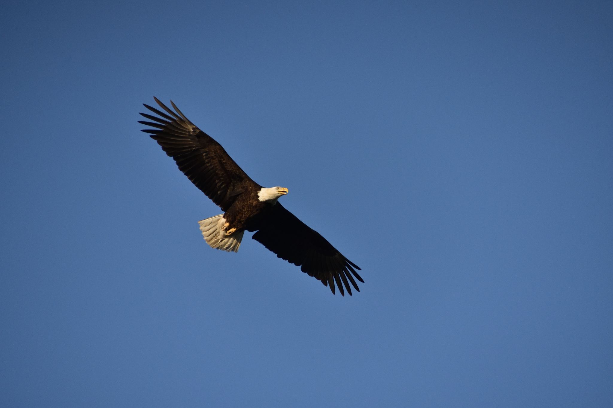 The Bayles Lake Eagles