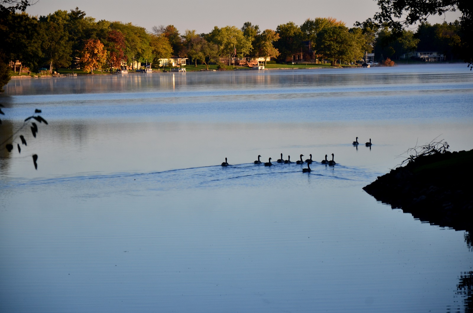 Ducks in the morning