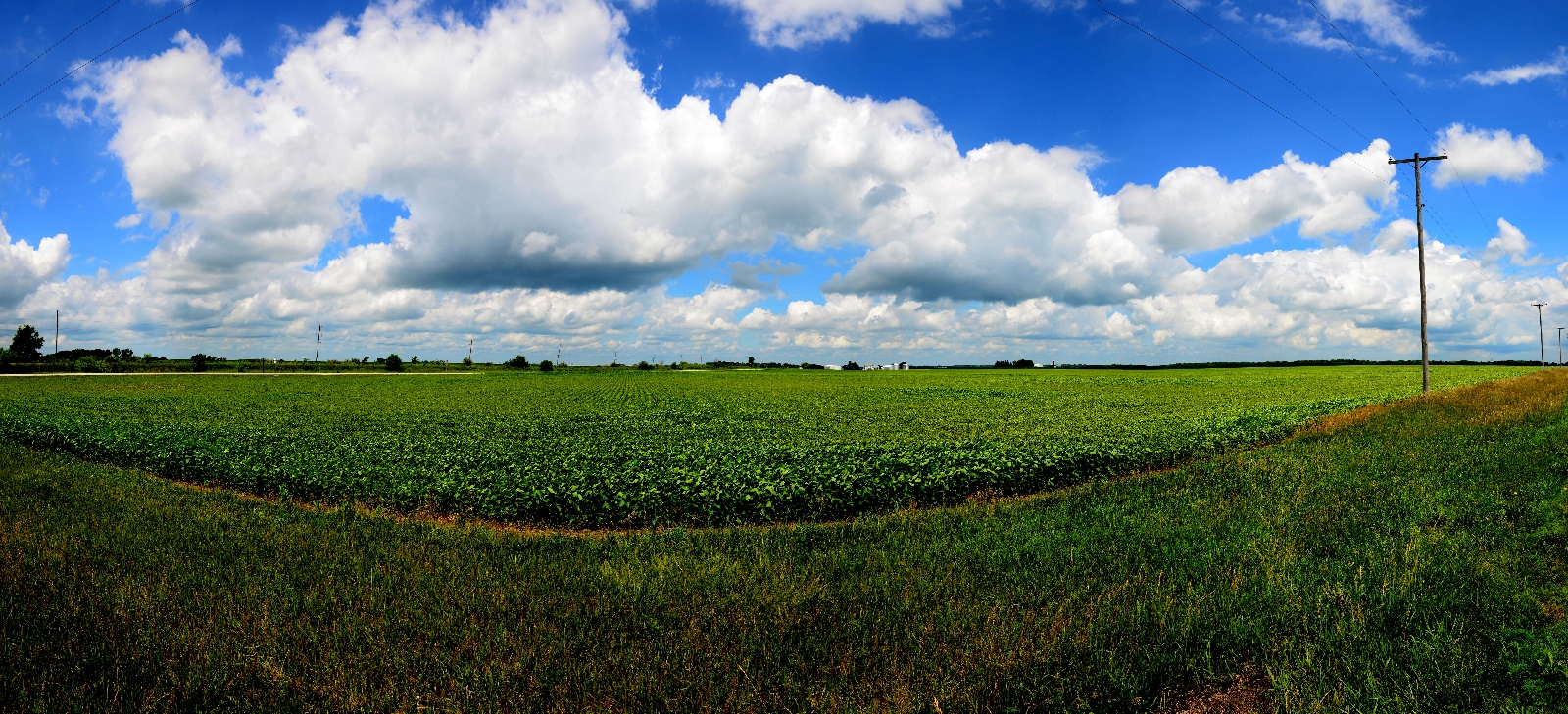 Buckley bean field