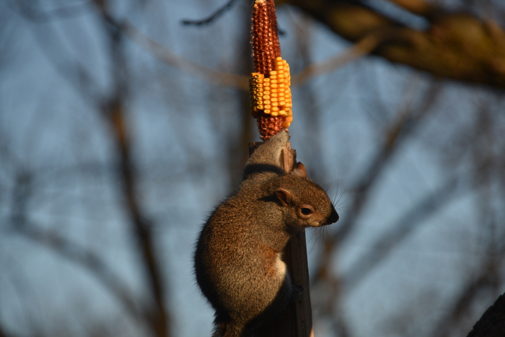 Squirrel on Spinner