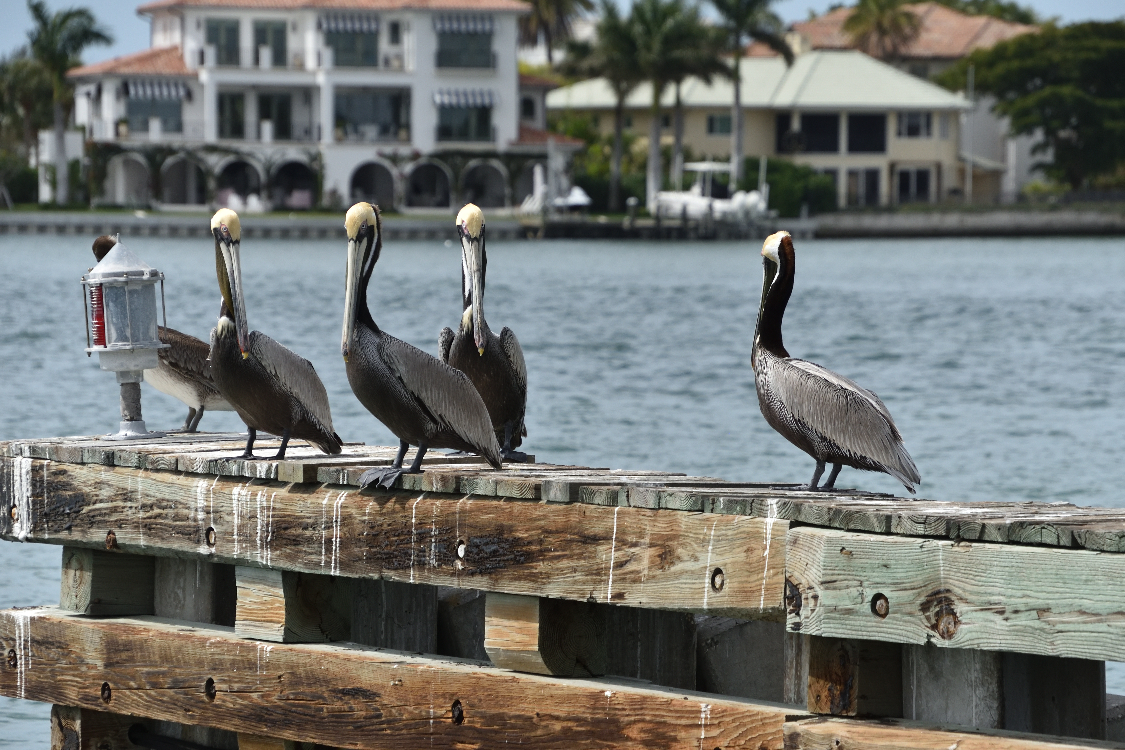 Pelicans