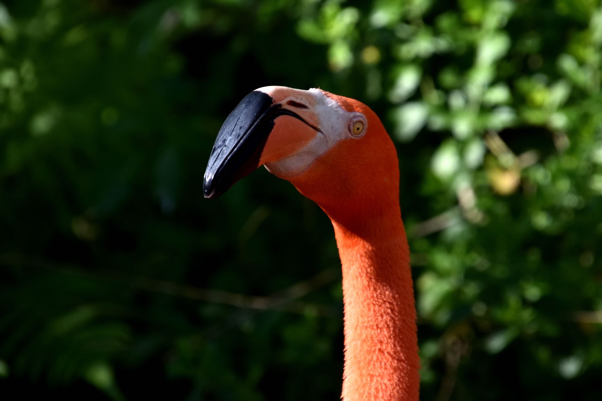 Ellie Schiller Homosassa Springs Wildlife State Pk
