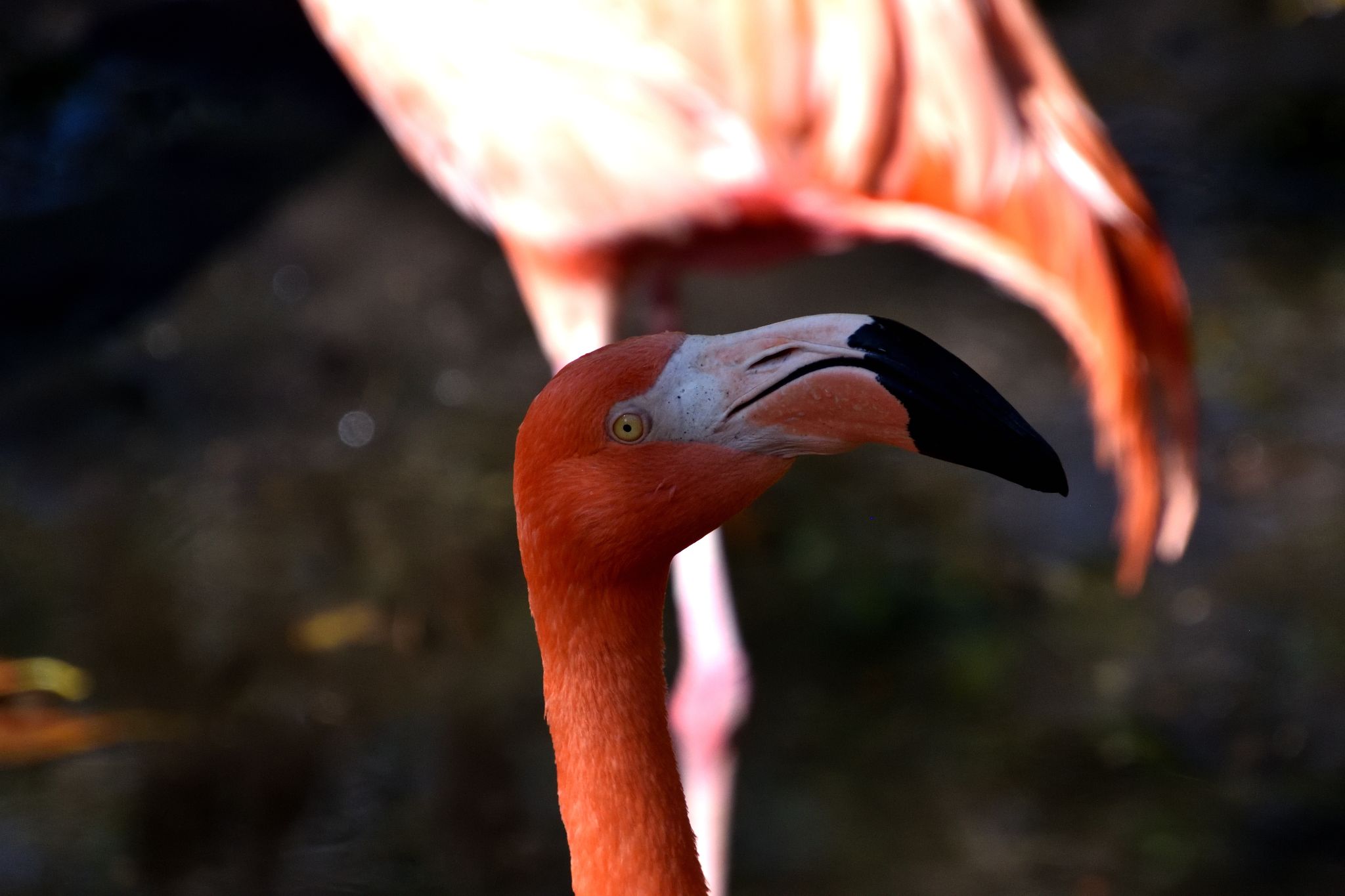 Ellie Schiller Homosassa Springs Wildlife State Pk