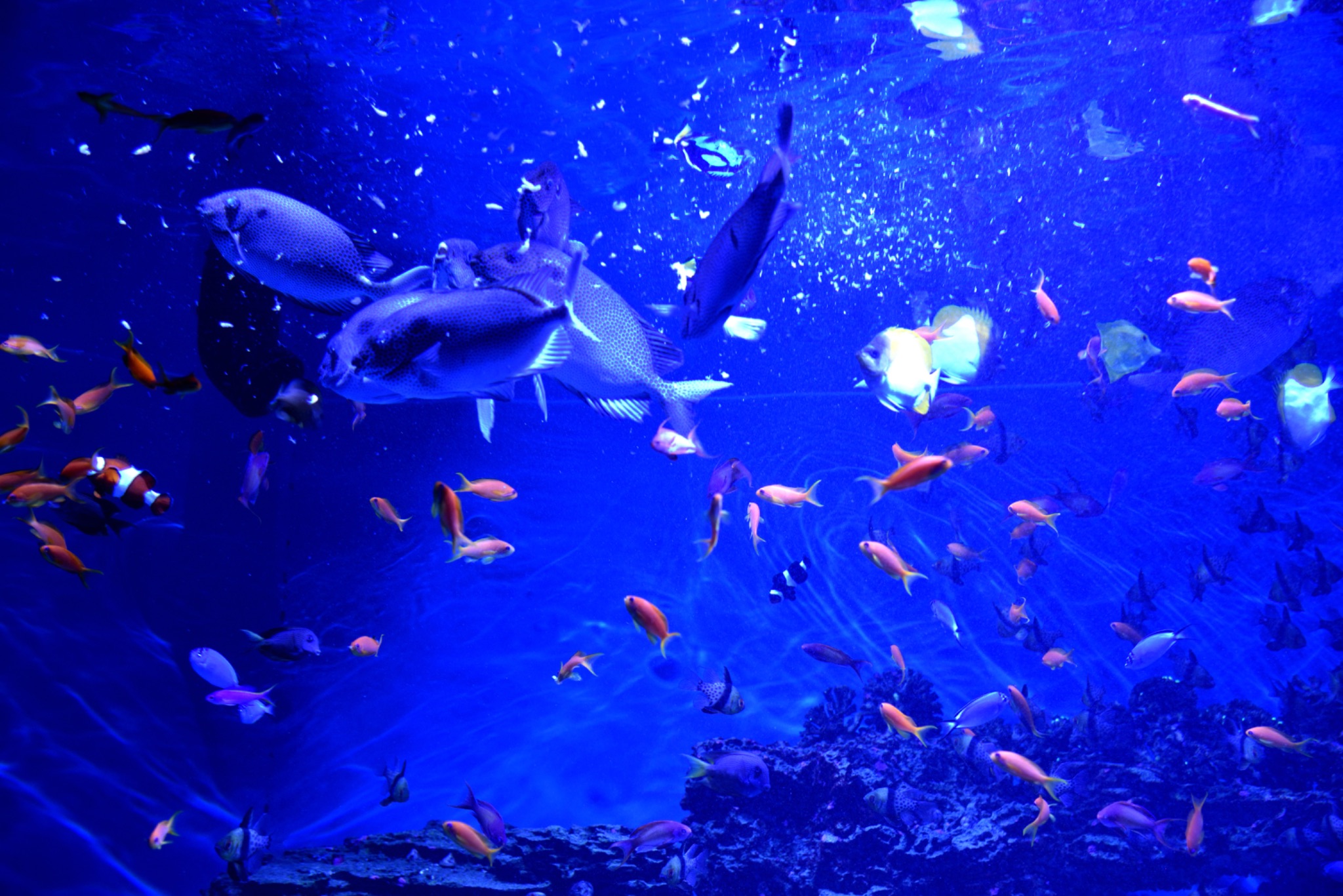 Mote Science Education Aquarium