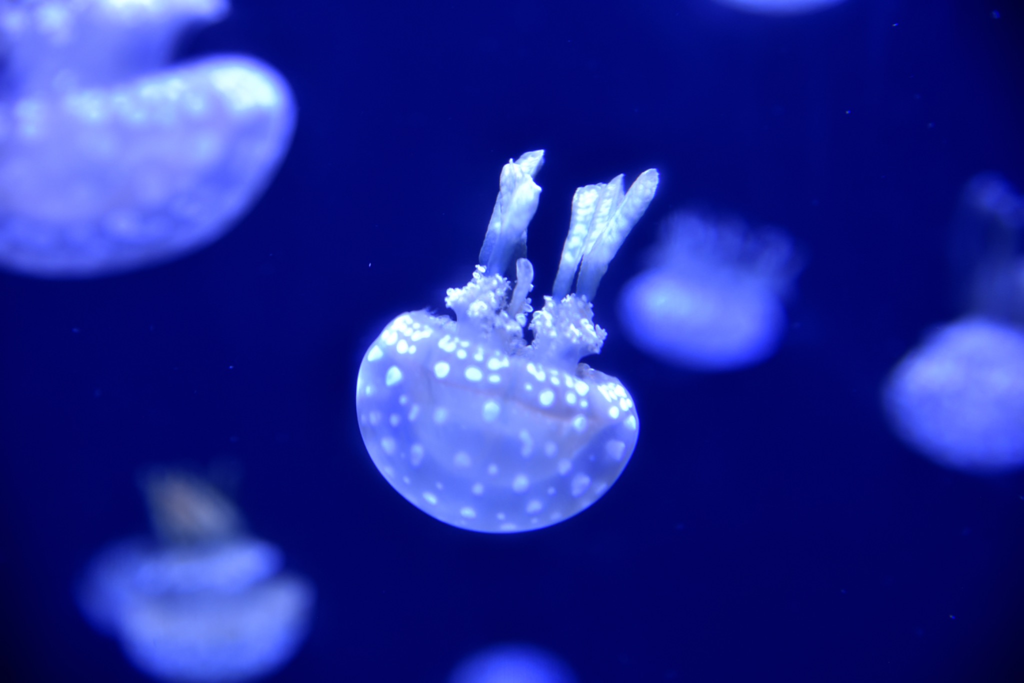 Mote Science Education Aquarium