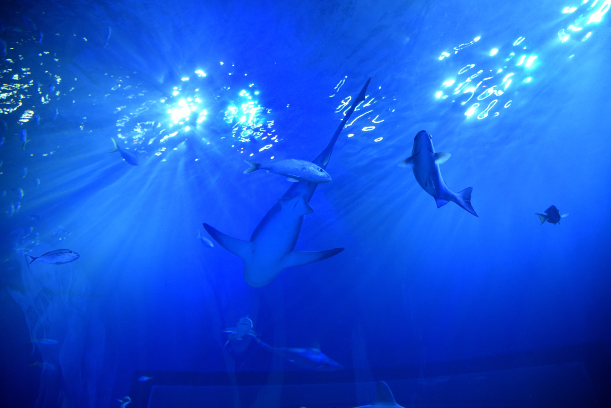 Mote Science Education Aquarium