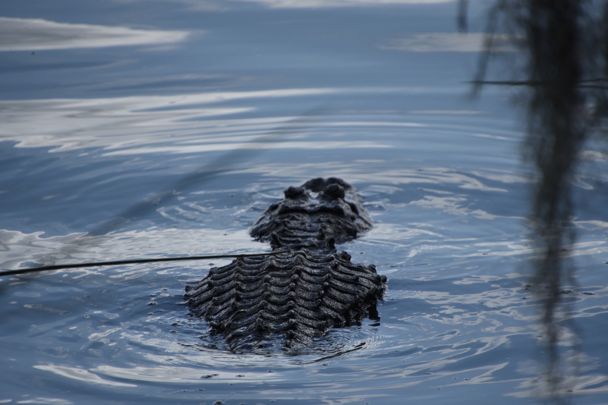 Circle Bar B Reserve - Lakeland Florida