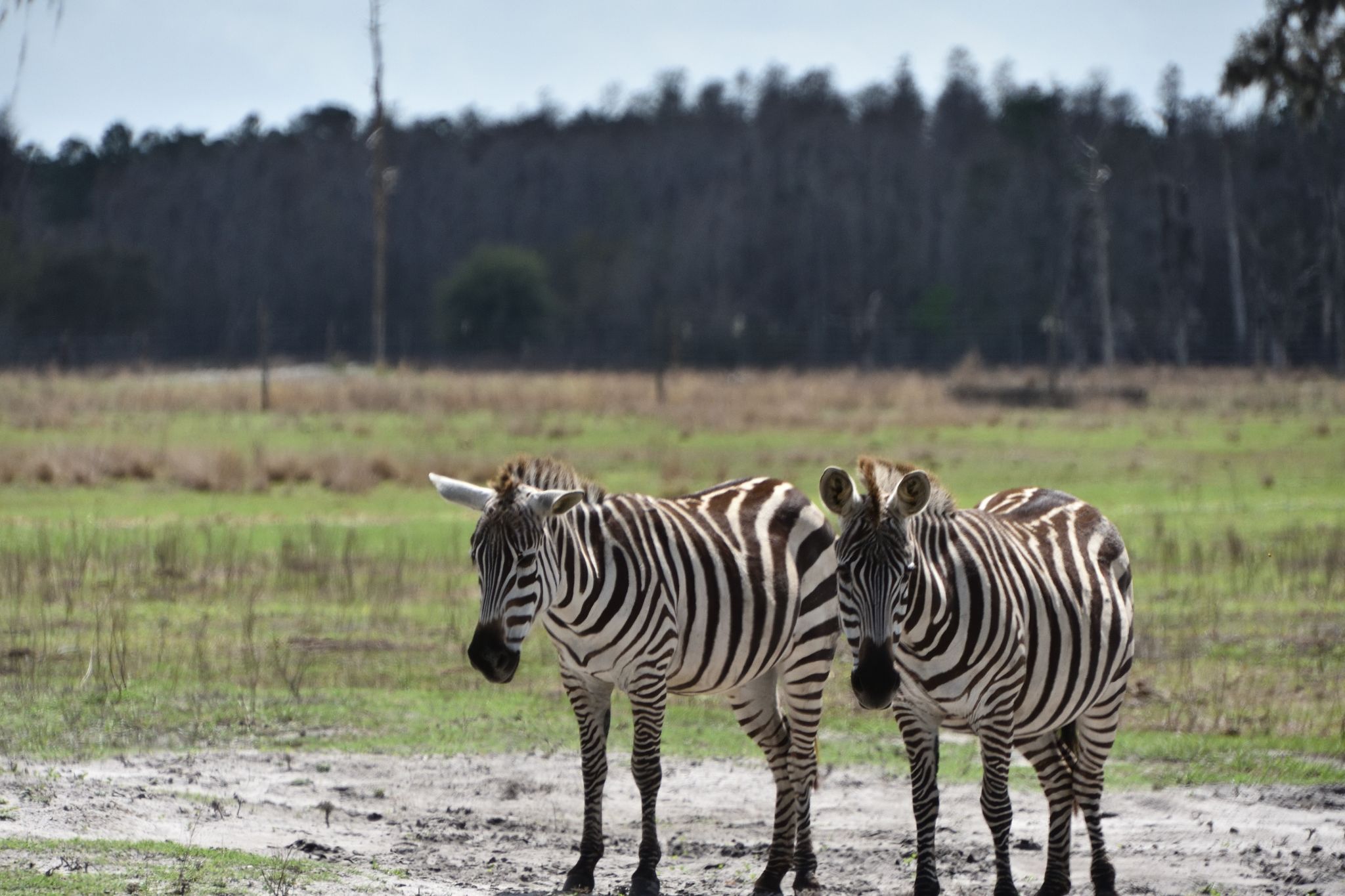 Safari Wilderness Park - Lakeland Fl
