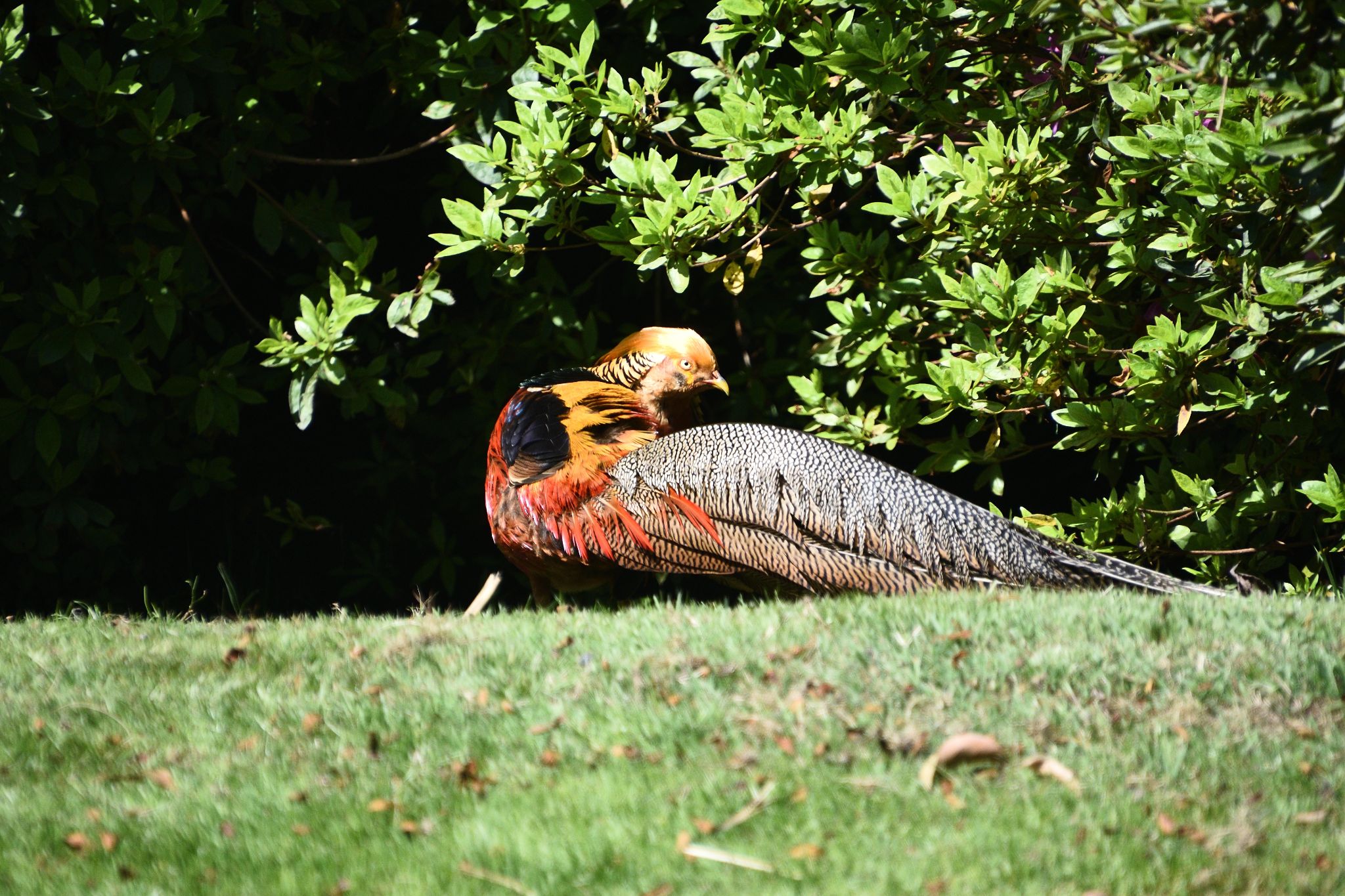 Lake Maggiore, Italy
