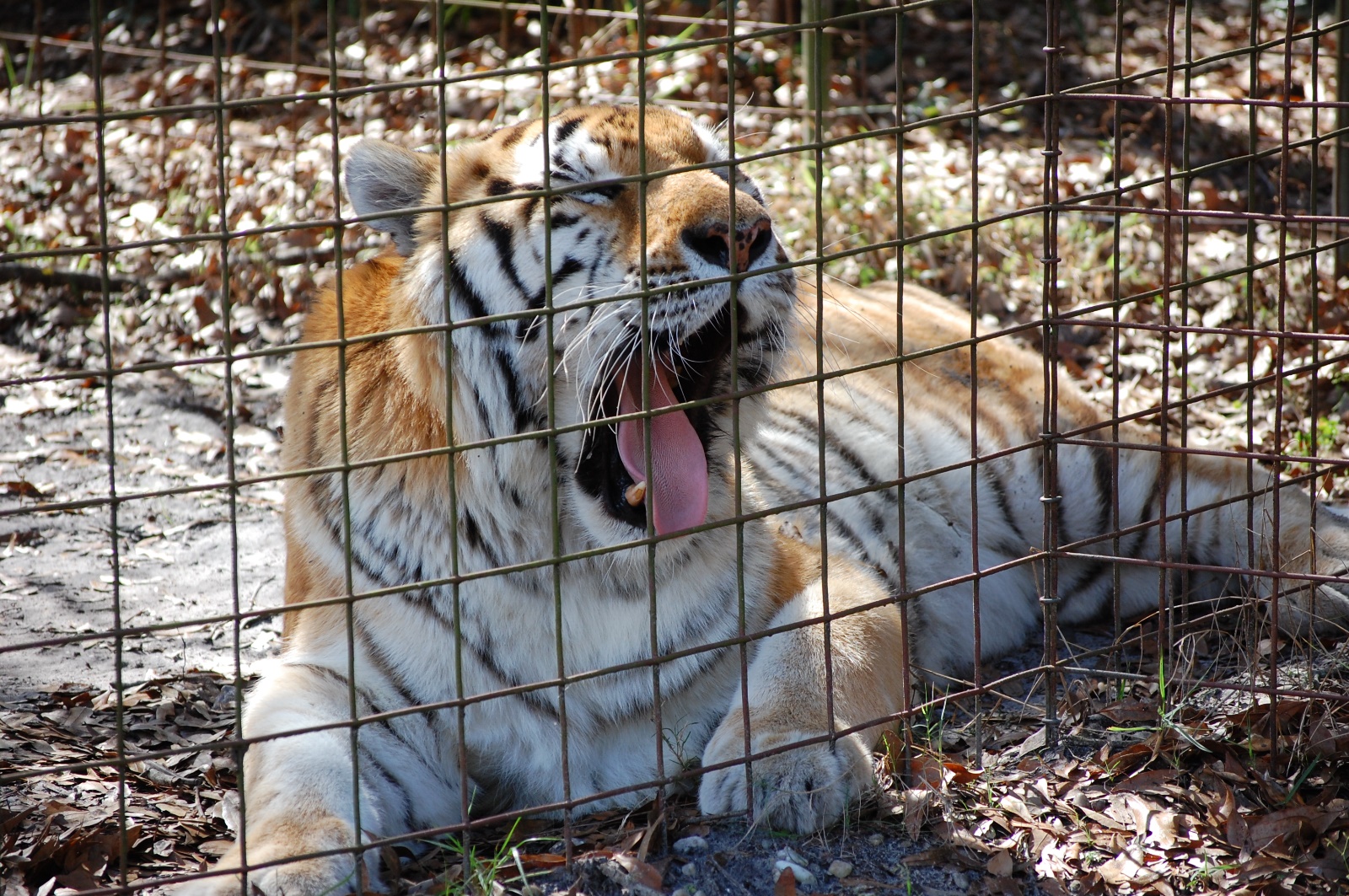 Big Cat Rescue